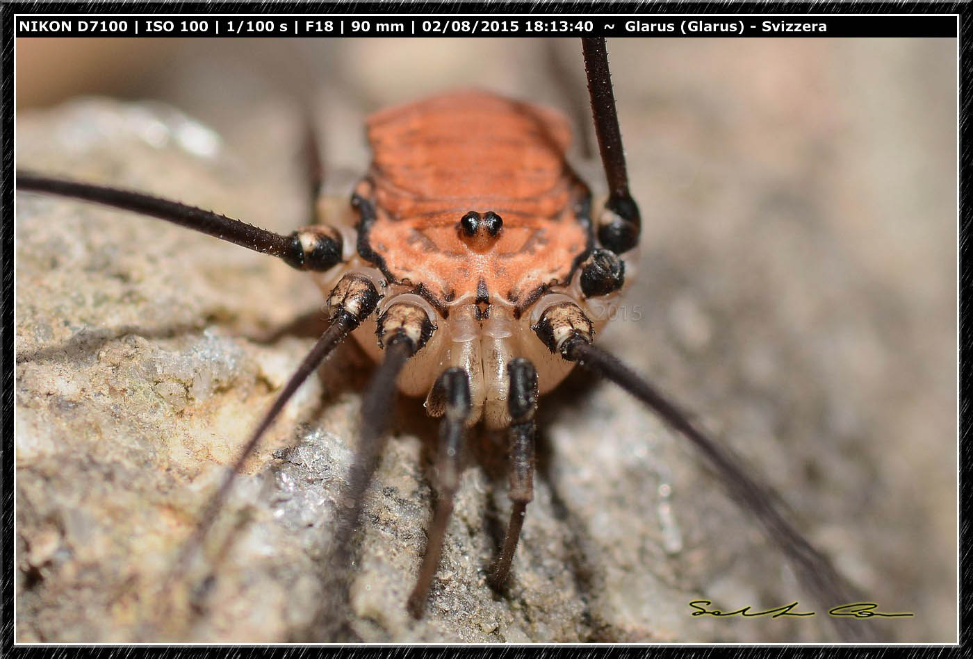 Opilioni dalla Svizzera 2 : Leiobunum limbatum